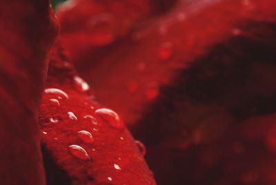 Close up of red leaf