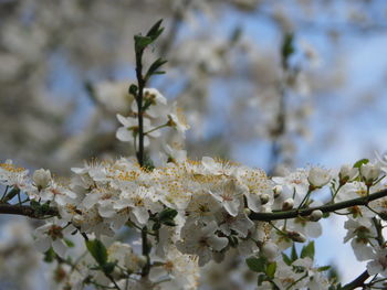 Close-up of white cherry blossom tree