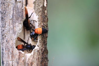 Close-up of insect on tree trunk