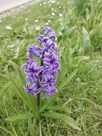 Close-up of purple flowering plant on field