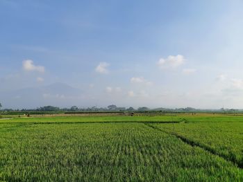 Scenic view of agricultural field against sky