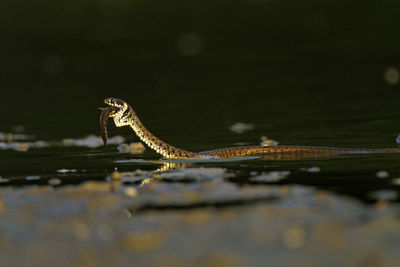 Grass snake eating a fish in kopacki rit, croatia