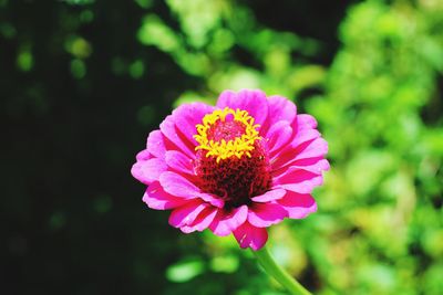 Close-up of pink flower