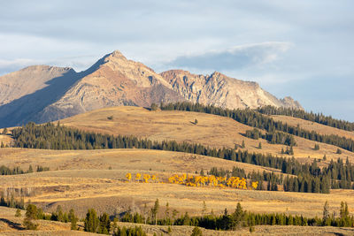 Yellow aspens in front of a mountain in yellowstone national park