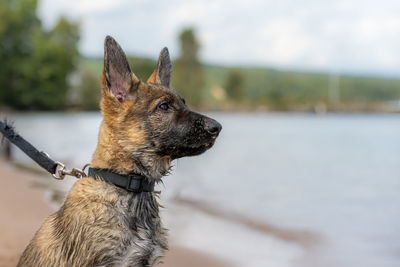 Close-up of a dog looking away