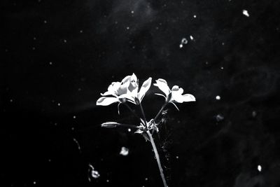 Close-up of white flowering plant