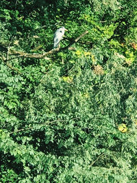 Bird perching on a tree