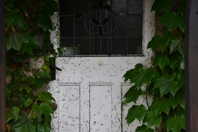 Ivy growing on building