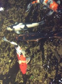 High angle view of koi carps swimming in water