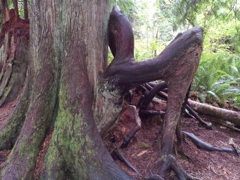 Trees in forest