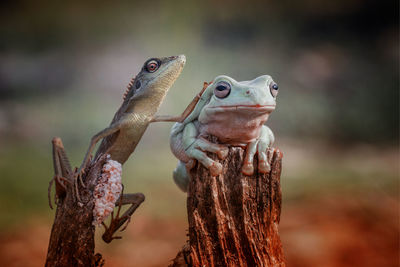 Close-up of a frog against blurred background