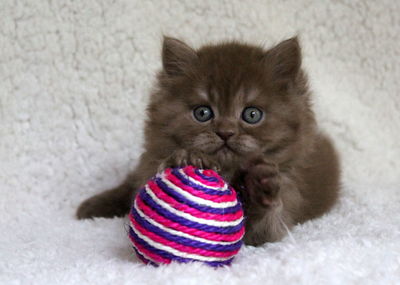 Portrait of kitten sitting on rug