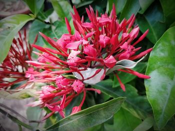 High angle view of pink flowering plant