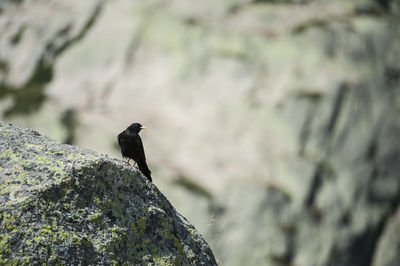 Close-up of bird perching outdoors