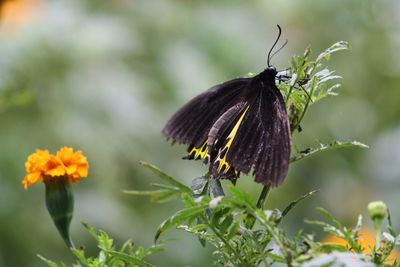 Close-up of butterfly pollinating on flower