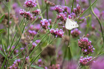 Close-up of butterfly pollinating on purple flowering plants