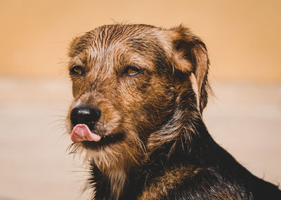 Close-up of dog looking away