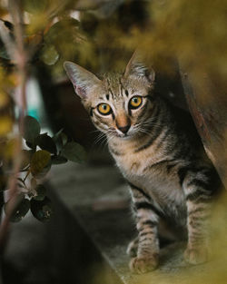 Close-up portrait of a cat