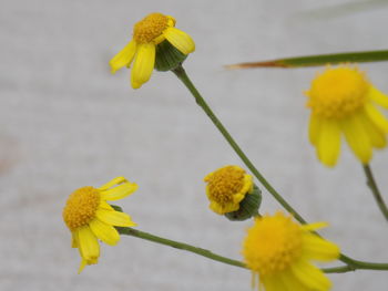 Close-up of yellow flowering plant