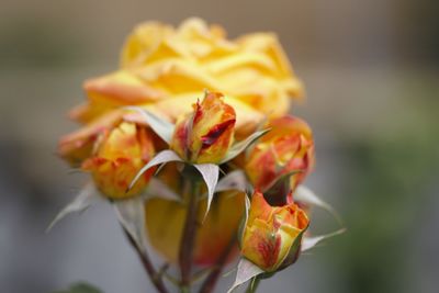 Close-up of yellow flowering plant