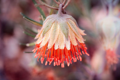 Close-up of red flowering plant