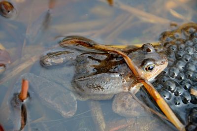 High angle view of frog swimming in lake