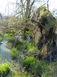 River amidst trees in forest