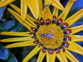 Close-up of honey bee on yellow flower