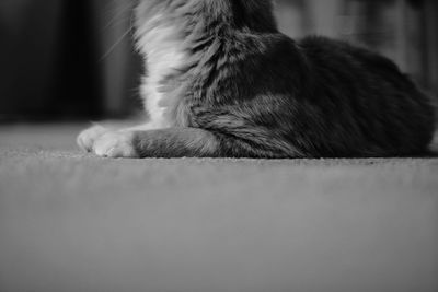 Close-up of a cat at home