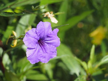 Close-up of purple flowering plant