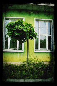 Low angle view of plants growing on house wall