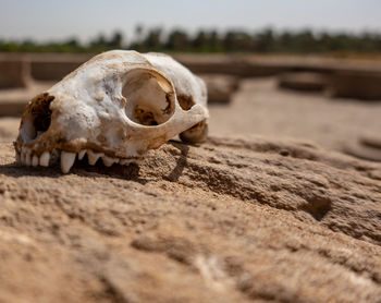 Skull of a predator on a rock in the desert