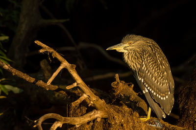 Close-up of bird perching on tree