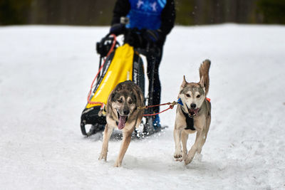 View of dogs on snowy field