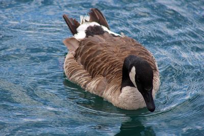 Canada goose swimming on lake