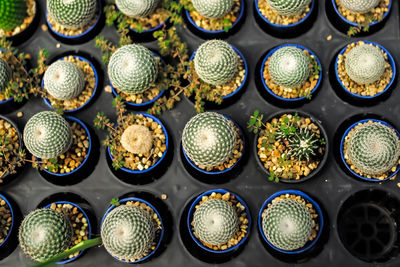 High angle view of potted plants