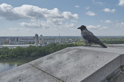 Bird perching on a city