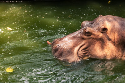 Horse in a lake