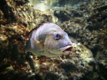 Close-up of fish swimming in sea