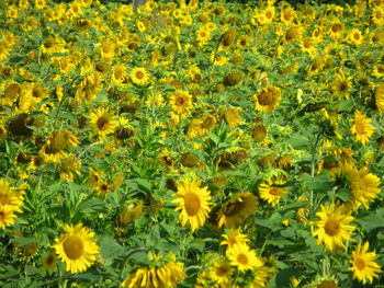 Close-up of yellow flowers blooming in field