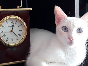 Close-up portrait of white cat at home