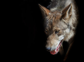 Close-up portrait of wolf over black background