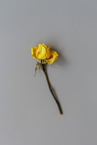 Close-up of wilted flower against white background