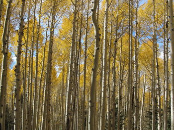 Full frame shot of bamboo trees in forest during autumn