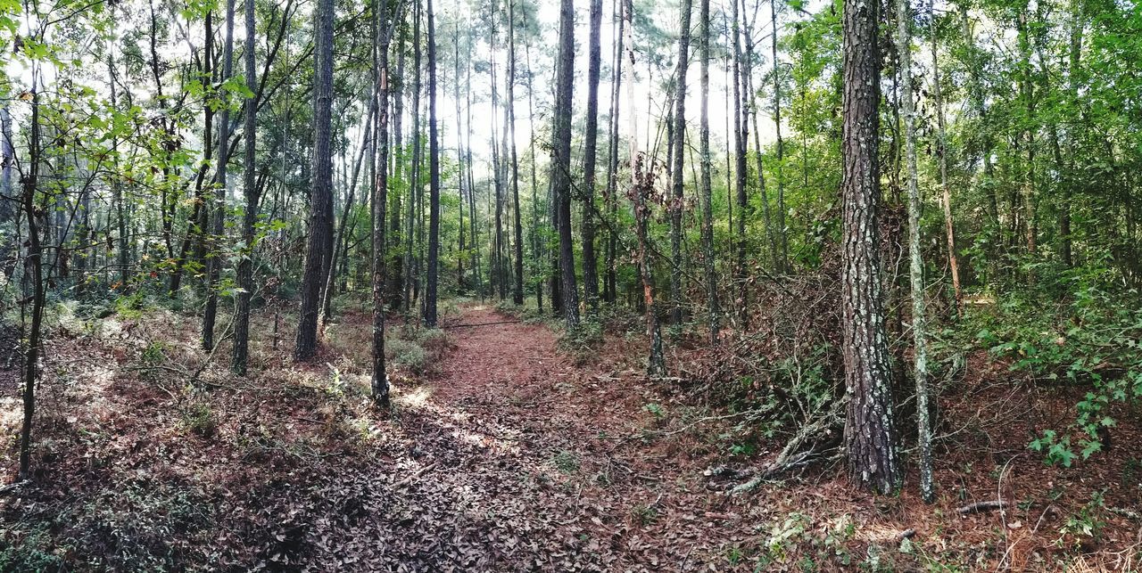 tree, forest, tranquility, the way forward, woodland, tree trunk, growth, tranquil scene, nature, beauty in nature, dirt road, scenics, branch, non-urban scene, footpath, landscape, day, diminishing perspective, outdoors, sunlight