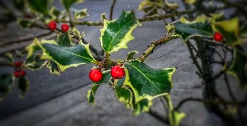 Close-up of red berries