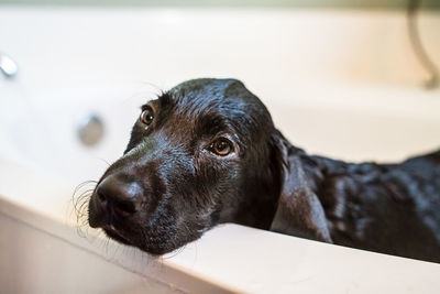 Black labrador in bathtub