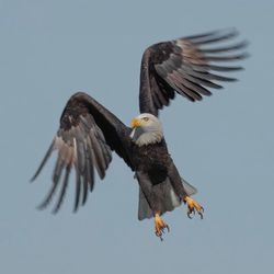 Low angle view of eagle flying against clear sky