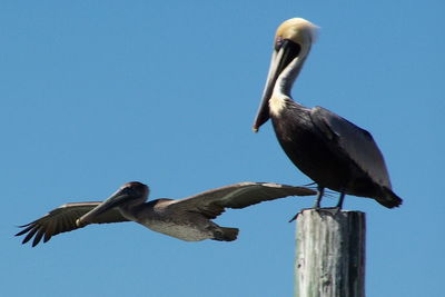 Low angle view of pelican perching on wooden post against clear sky