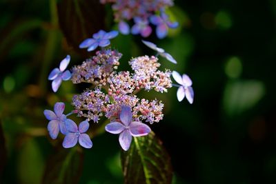 Close-up of purple flowering plant